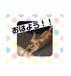 ちわっくすのちろる（個別スタンプ：13）