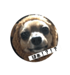 ちわっくすのちろる（個別スタンプ：14）