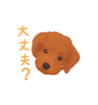 ワンコの日常スタンプ (ココちゃん)（個別スタンプ：1）