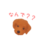 ワンコの日常スタンプ (ココちゃん)（個別スタンプ：5）