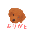 ワンコの日常スタンプ (ココちゃん)（個別スタンプ：6）