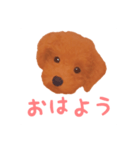 ワンコの日常スタンプ (ココちゃん)（個別スタンプ：7）