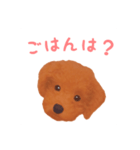 ワンコの日常スタンプ (ココちゃん)（個別スタンプ：13）