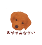 ワンコの日常スタンプ (ココちゃん)（個別スタンプ：16）