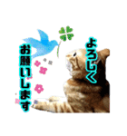 毎日使いたいネコの日常（個別スタンプ：4）