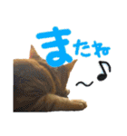毎日使いたいネコの日常（個別スタンプ：8）