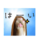 毎日使いたいネコの日常（個別スタンプ：9）