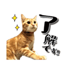 毎日使いたいネコの日常（個別スタンプ：10）