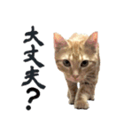 毎日使いたいネコの日常（個別スタンプ：11）