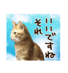 毎日使いたいネコの日常（個別スタンプ：13）