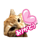毎日使いたいネコの日常（個別スタンプ：14）