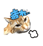 毎日使いたいネコの日常（個別スタンプ：19）