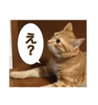 毎日使いたいネコの日常（個別スタンプ：20）