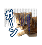 毎日使いたいネコの日常（個別スタンプ：21）