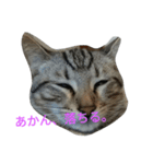 我が家の麦のスタンプ（個別スタンプ：9）