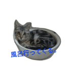 我が家の麦のスタンプ（個別スタンプ：11）