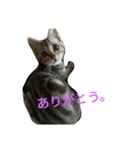 我が家の麦のスタンプ（個別スタンプ：15）