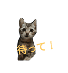 我が家の麦のスタンプ（個別スタンプ：17）