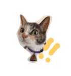 うちの猫（12）（個別スタンプ：1）