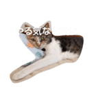 うちの猫（12）（個別スタンプ：2）