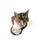 うちの猫（12）（個別スタンプ：4）