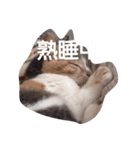 うちの猫（12）（個別スタンプ：5）