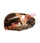 うちの猫（12）（個別スタンプ：6）