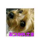 我が家の三姉妹ヨーキー・maha（個別スタンプ：3）