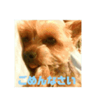 我が家の三姉妹ヨーキー・maha（個別スタンプ：6）