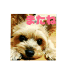 我が家の三姉妹ヨーキー・maha（個別スタンプ：18）