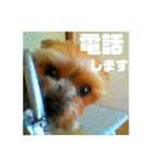 我が家の三姉妹ヨーキー・maha（個別スタンプ：23）
