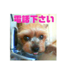 我が家の三姉妹ヨーキー・maha（個別スタンプ：24）