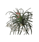 Tillandsia love1 チランジア(実写)（個別スタンプ：5）