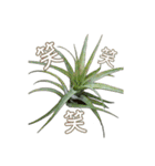 Tillandsia love1 チランジア(実写)（個別スタンプ：7）