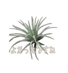 Tillandsia love1 チランジア(実写)（個別スタンプ：8）