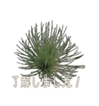 Tillandsia love1 チランジア(実写)（個別スタンプ：9）