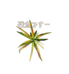 Tillandsia love1 チランジア(実写)（個別スタンプ：13）