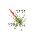 Tillandsia love1 チランジア(実写)（個別スタンプ：16）