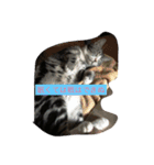 にほんご と ねこ と ねこ と いぬ（個別スタンプ：2）
