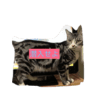 にほんご と ねこ と ねこ と いぬ（個別スタンプ：5）