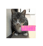 にほんご と ねこ と ねこ と いぬ（個別スタンプ：8）