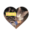 にほんご と ねこ と ねこ と いぬ（個別スタンプ：9）