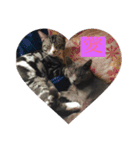 にほんご と ねこ と ねこ と いぬ（個別スタンプ：10）