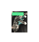 にほんご と ねこ と ねこ と いぬ（個別スタンプ：11）