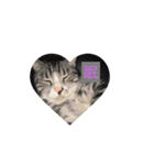 にほんご と ねこ と ねこ と いぬ（個別スタンプ：12）