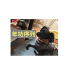 にほんご と ねこ と ねこ と いぬ（個別スタンプ：15）