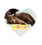 にほんご と ねこ と ねこ と いぬ（個別スタンプ：16）