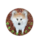 AKITA DOG MOKO in autumn（個別スタンプ：3）