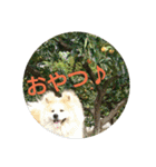 AKITA DOG MOKO in autumn（個別スタンプ：10）