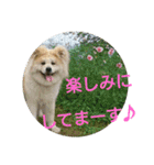 AKITA DOG MOKO in autumn（個別スタンプ：11）